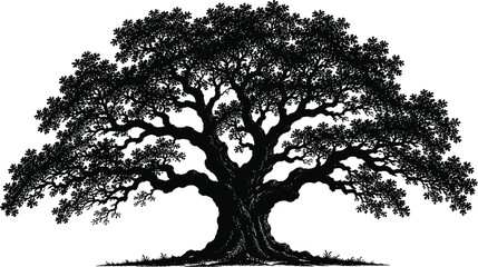Large oak tree silhouette with detailed branches © Graphiqomas