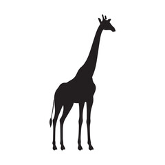 Naklejka premium Giraffe Standing silhourtte - Giraffe Vector - Giraffe Illustration.