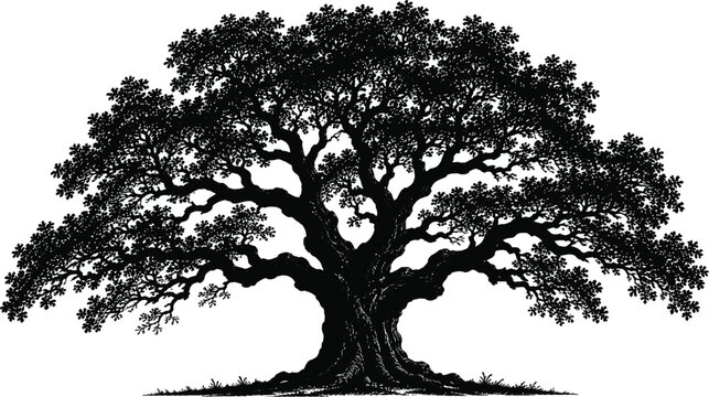 Large oak tree silhouette with detailed branches