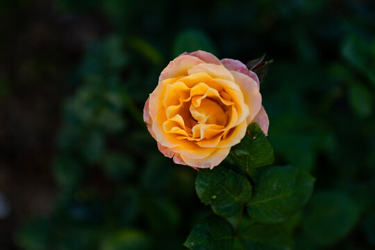 Zakir Hussain Rose Garden Chandigarh 
