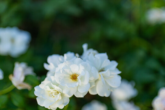Zakir Hussain Rose Garden Chandigarh 