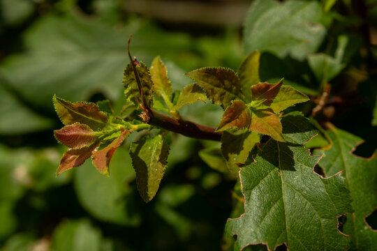 Close-up of young fresh green and brown leaves budding on a branch in spring