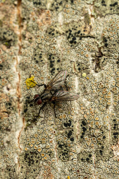 Macro shot of a housefly resting on tree bark with lichen