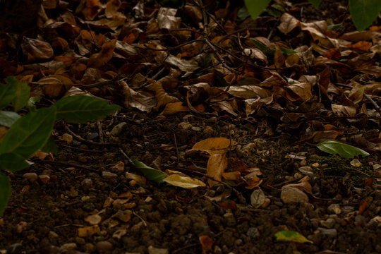 Dark moody forest floor texture with dry autumn leaves and soil