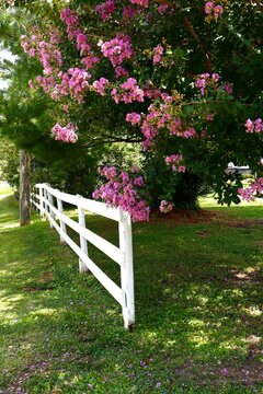 Beautiful pink crepe myrtle tree and white fence