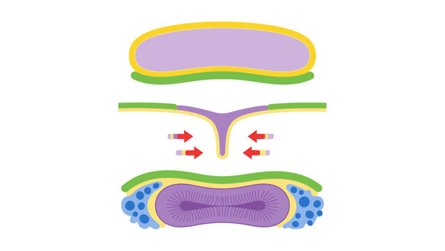 Embryonic Neurulation Diagram showing neural tube development stages ideal for medical education and scientific presentations.