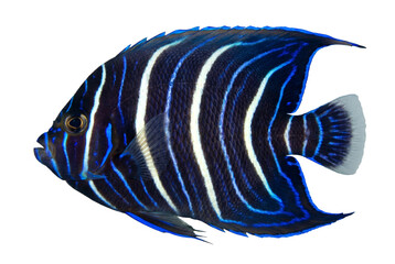 Juvenile Emperor Angelfish with Vibrant Blue and White Stripes © Masnoon