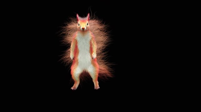 Realistic dancing squirrel performing rumba dance animation with alpha channel transparent background