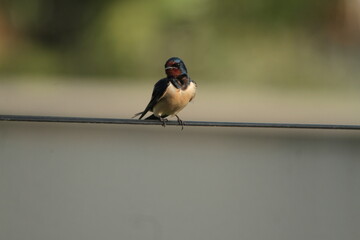 Hirondelle sur un file © Image'In Photo