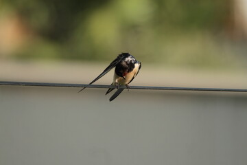 Hirondelle sur un file © Image'In Photo