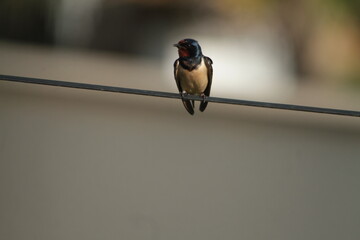 Hirondelle sur un file © Image'In Photo