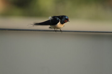 Hirondelle sur un file © Image'In Photo