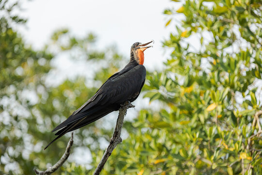 Frigatebird displaying red gular pouch on branch