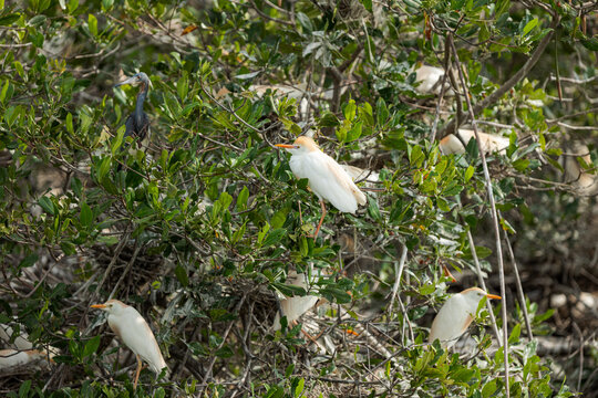 Cattle egrets and tri-colored heron nesting in mangrove colony