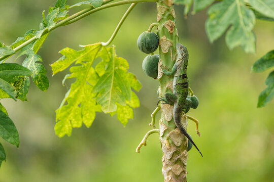 Green lizard climbing papaya tree branch in nature
