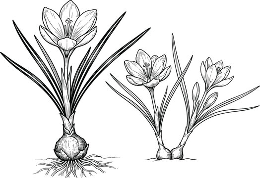 Saffron crocus flower plant sketch vector illustration with blooming blossoms roots and bulbs for botanical organic spice design templates