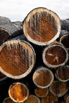 Cut Pine round logs in a pile 