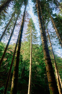 Very tall pine trees