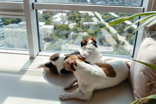 Dogs Enjoying a Sunny Day While Watching the City Below