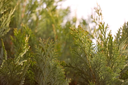Soft Focus Evergreen Foliage Texture Background Dense Layered Needles with Hazy Green-Yellow Gradient Illumination Organic Natural Pattern for Copy Space