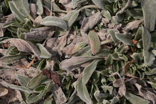 Earthy Brown and Muted Green Organic Textured Background a Detailed Macro View of Natural Decay and Subtle Regrowth Featuring Fibrous Dried Leaves and Fuzzy Living Foliage on a Dusty Substrate