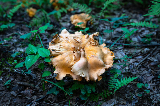 A close up picture of a Chanterelle Mushroom/ Cantharellus Cibarius. Also known as Kantharos in Greek and Pfifferling in German languages. Edible forest mushroom.