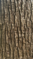 Obraz premium Deep Cracked Tree Bark Texture Natural Wood Background