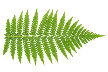 Vibrant Green Fern Frond Isolated on Dark Surface © Masnoon