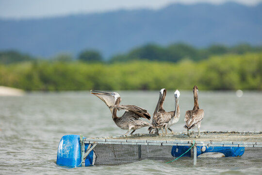 Pelicans resting on a floating fish farm platform