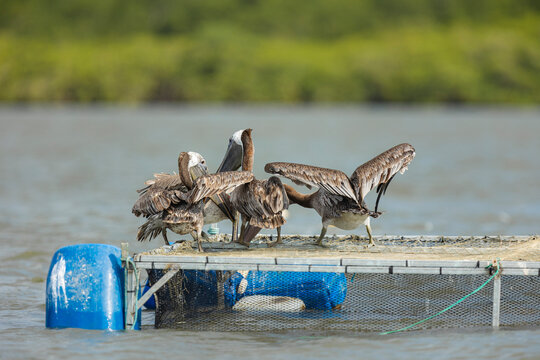 Brown pelicans gathered on floating aquaculture platform