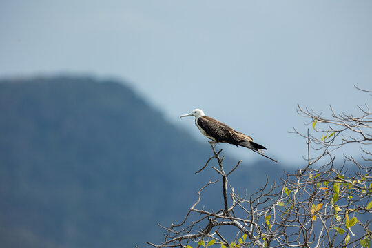Frigatebird perched on tree branch observing tropical landscape