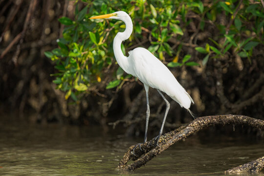 Great egret perching on dead branch in mangrove wetland