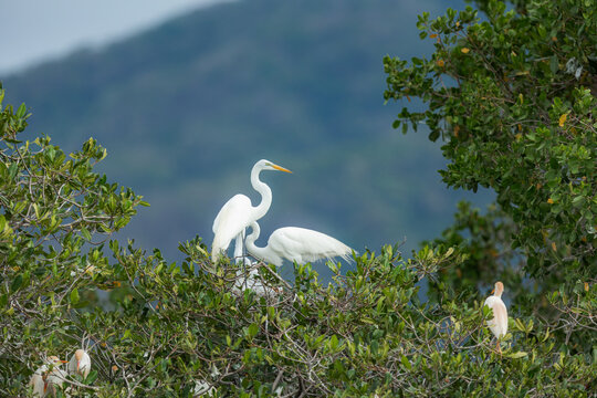 Great egret couple nesting in lush forest canopy
