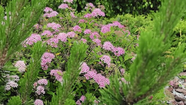 Pink spirea japonica shrub flowering in lush summer garden