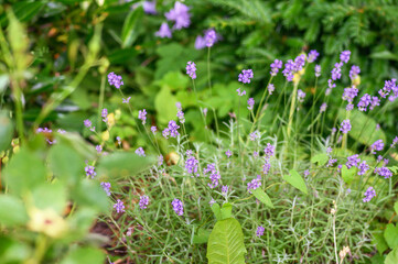 Obraz premium Delicate purple lavender flowers bloom vibrantly in a lush green garden setting