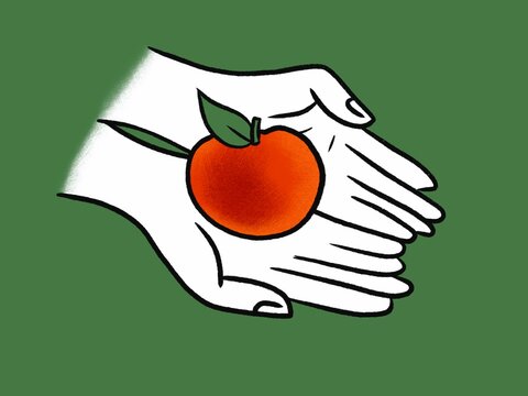 Hands Hold a peach on a Green Background