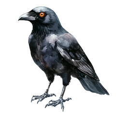 Fototapeta premium Crow watercolor artwork, clean semi-realistic fantasy style, soft magical glow, white background