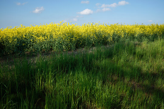 Edge of a Rapeseed Field