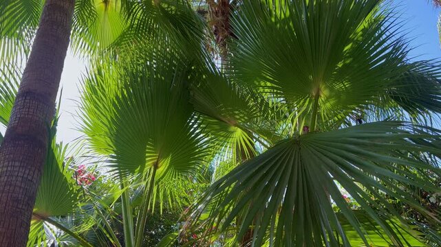 Sunlit palm leaves creating a lush tropical pattern, natural green background with glowing sunlight, perfect for luxury resorts, spa, wellness, relaxation, travel and summer vacation