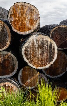 Cut Pine logs in a pile with grass 