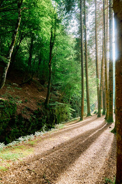 Sunlight through the pine trees