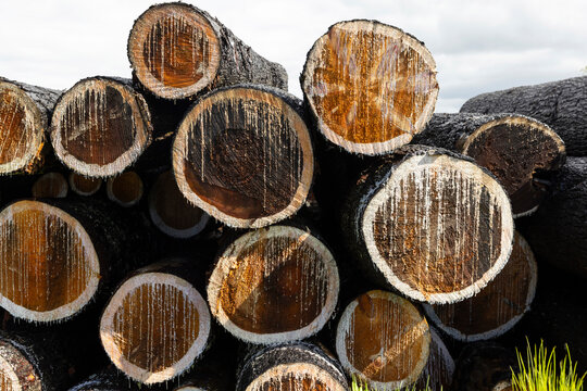Cut Pine logs in a pile industrial 