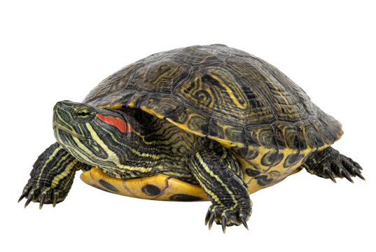 Red Eared Slider Turtle Detailed Profile