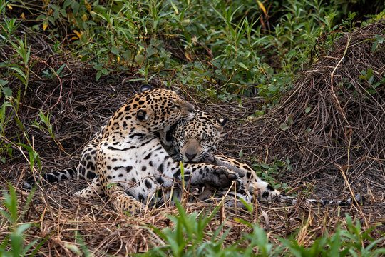 Jaguar - Panthera onca, beautiful large cat from South American forests, Pantanal, Brazil.