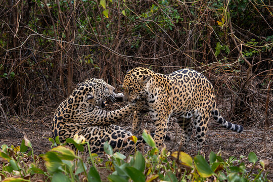 Jaguar - Panthera onca, beautiful large cat from South American forests, Pantanal, Brazil.