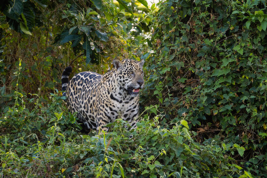 Jaguar - Panthera onca, beautiful large cat from South American forests, Pantanal, Brazil.