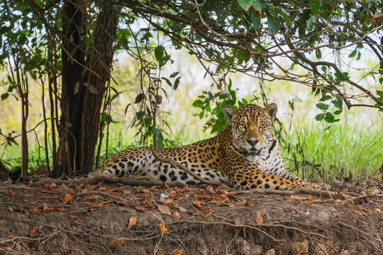 Jaguar - Panthera onca, beautiful large cat from South American forests, Pantanal, Brazil.