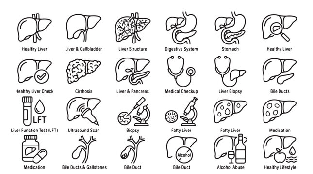 Medical liver health line icons set, 24 human digestive system vector symbols, hepatology anatomy and cirrhosis disease illustrations for healthcare isolated on White Background