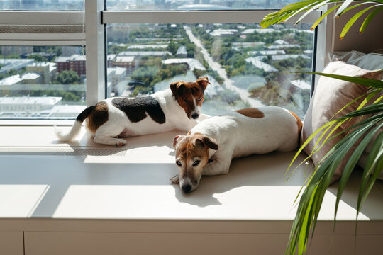Two Playful Dogs Basking in Sunlight by a Big Window