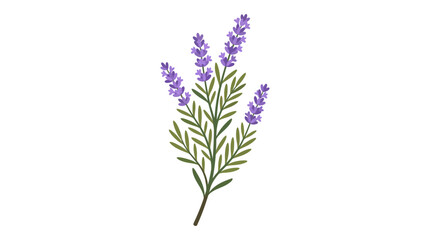 Fototapeta premium A sprig of lavender with purple flowers and green leaves is depicted in a simple, illustrative style.